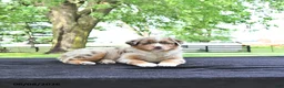 Australian Shepherd dogs for sale: Dafney - Ad 4