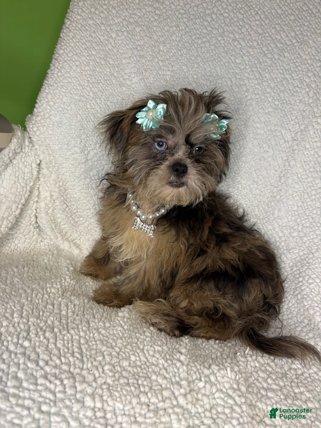 Shihpoo dogs for sale: Shihpoo 4 - Ad 2