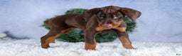 Doberman Pinscher dogs for sale: TOBY - Ad 14