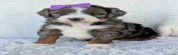 Mini Bernedoodle dogs for sale: Mini Indy - Ad 11