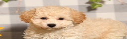 Bichpoo dogs for sale: Rory - Ad 1