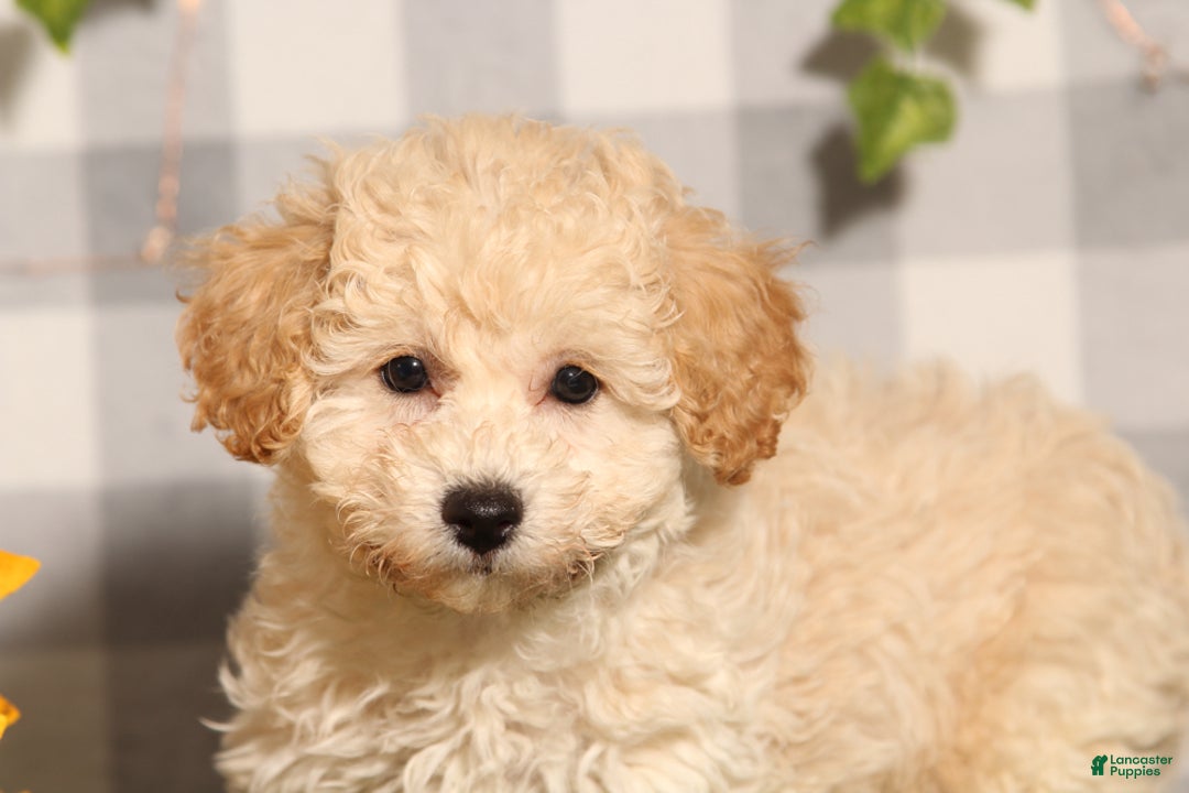 Bichpoo dogs for sale: Rory - Ad 1