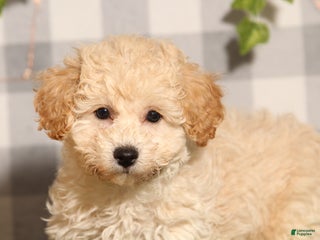 Bichpoo dogs Rory - Ad 10