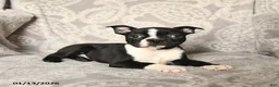 Boston Terrier dogs for sale: Joey - Ad 2