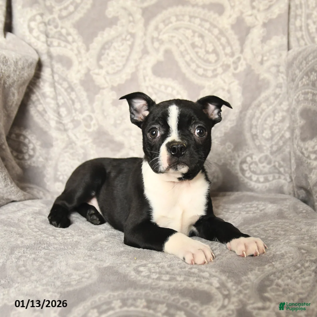 Boston Terrier dogs for sale: Joey - Ad 2