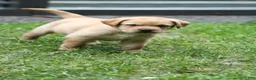Labrador Retriever dogs for sale: Willow - Ad 4