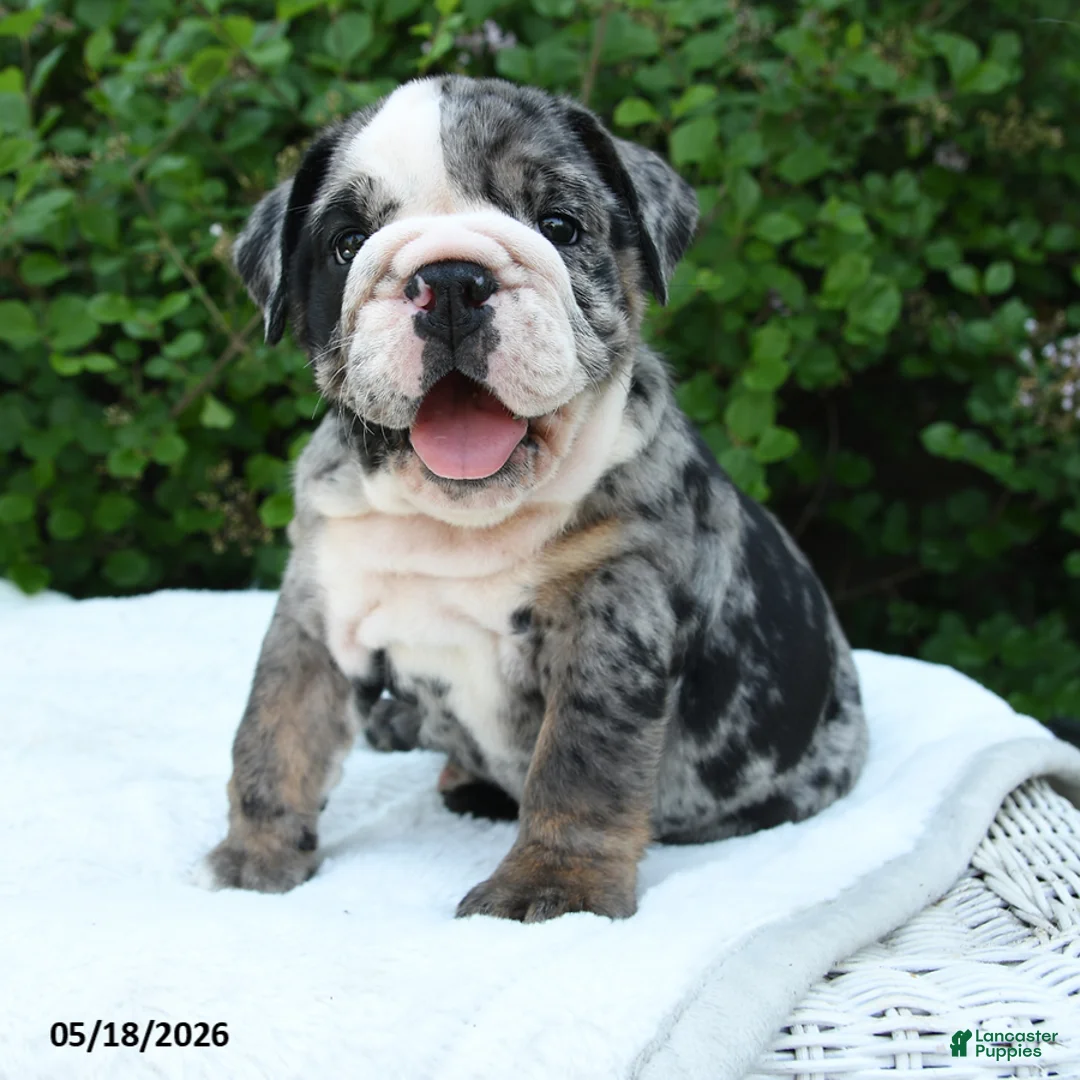 English Bulldog dogs for sale: Sasha - Ad 1