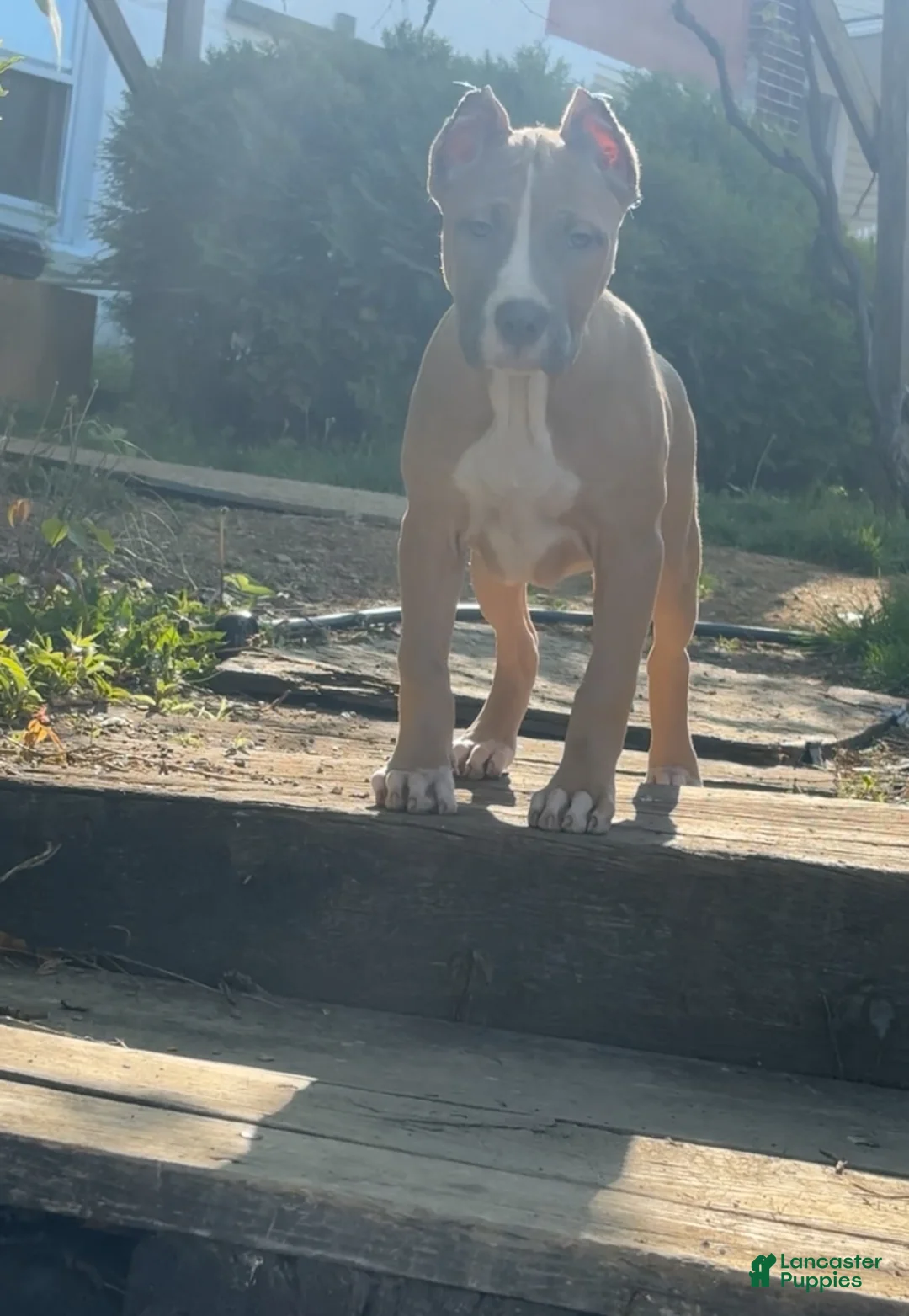 American Bully dogs for sale: American Bully Puppy 6 - Ad 1