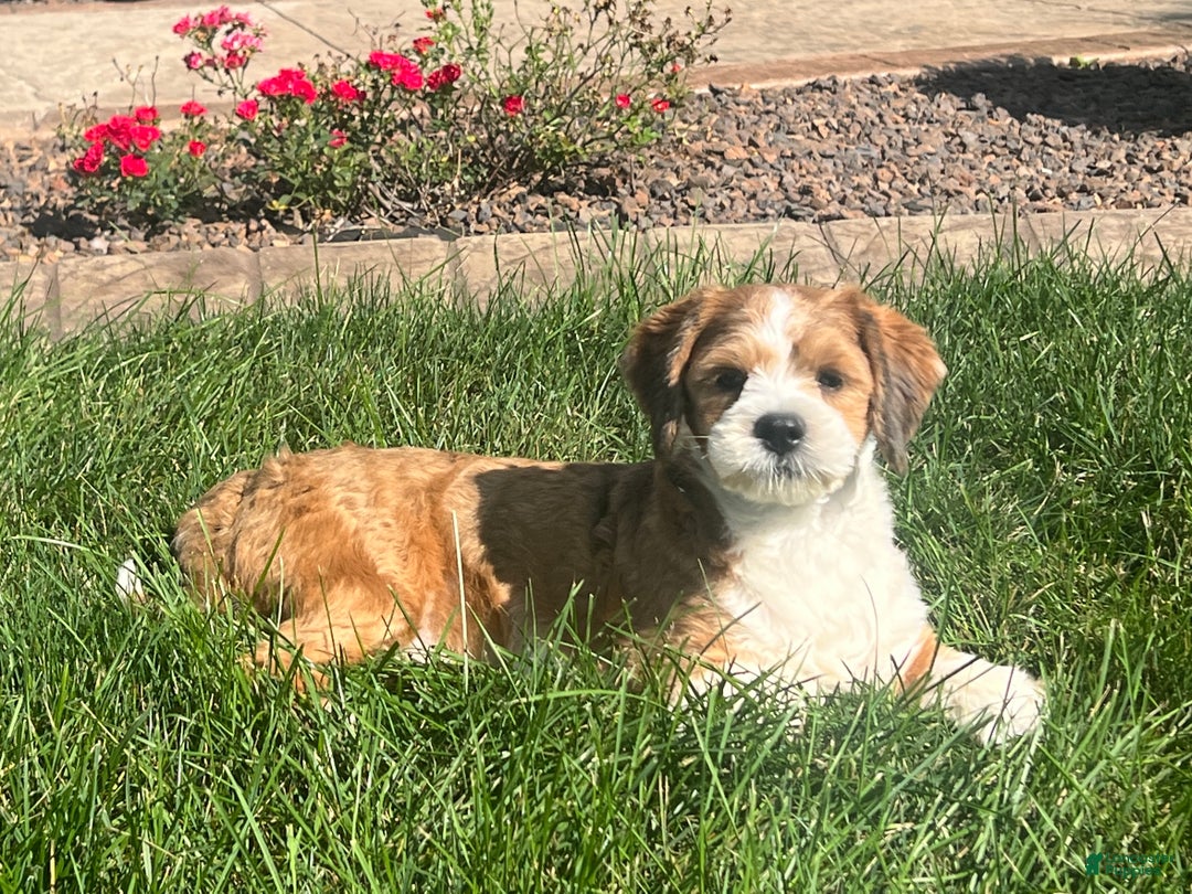 Lhasa Apso dogs for sale: Milo - Ad 1
