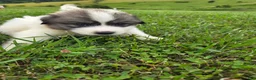 Great Pyrenees dogs for sale: Thomas - Ad 8