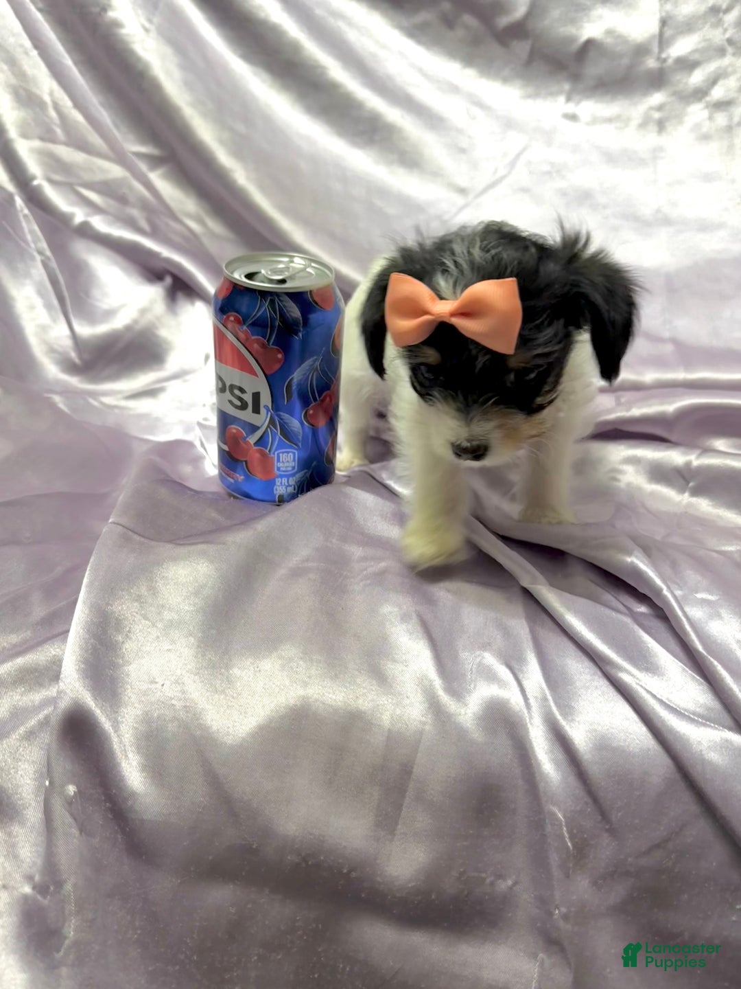 Yorkshire Terrier dogs for sale: Alfredo - Ad 8