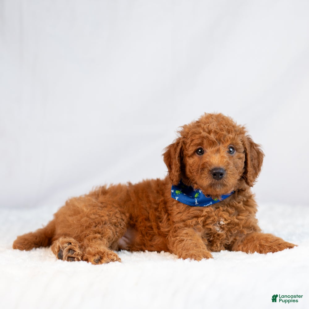 Mini Goldendoodle dogs Monty - Ad 2