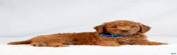 Mini Goldendoodle dogs for sale: Monty - Ad 2