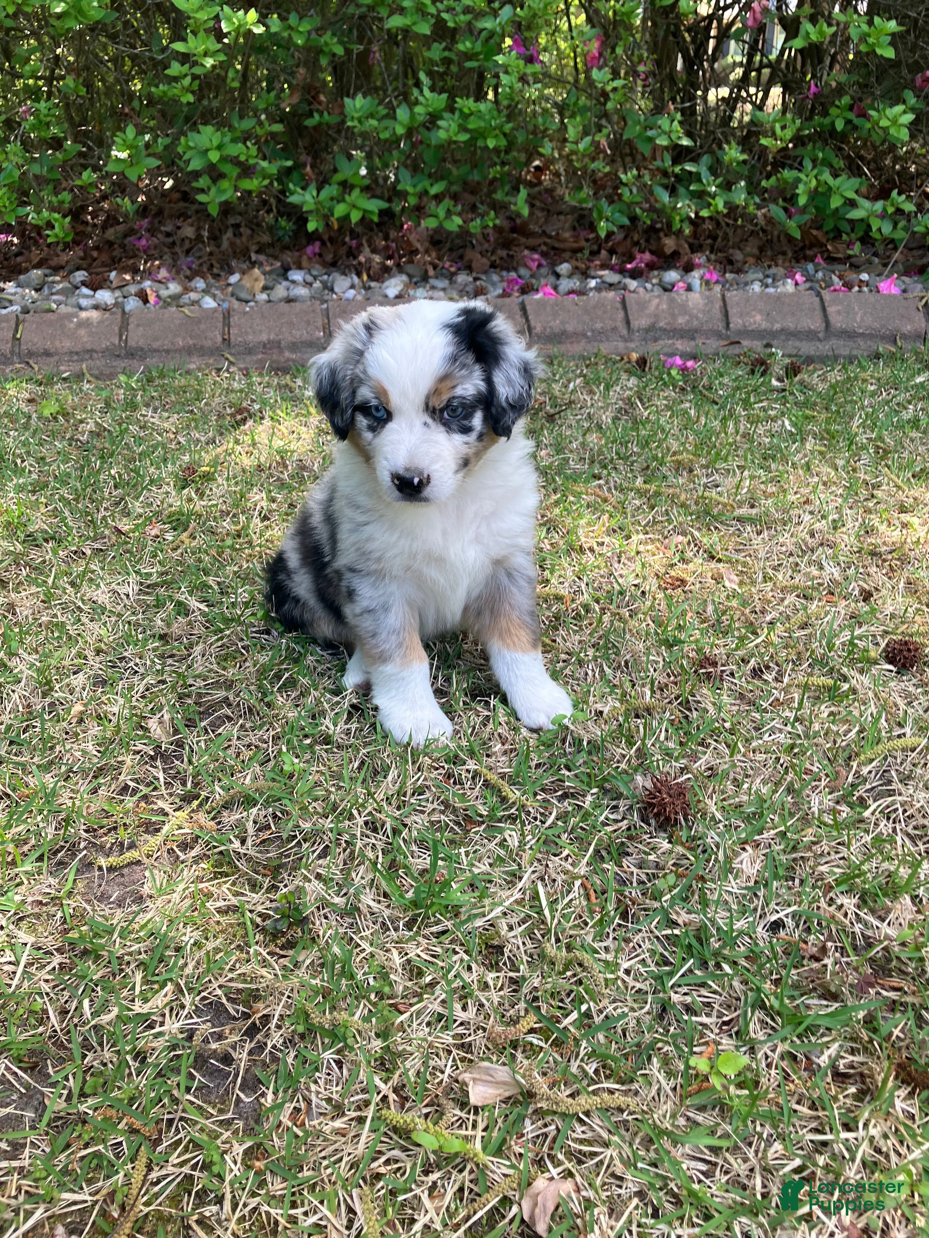 Australian Shepherd dogs Bandit - Ad 1