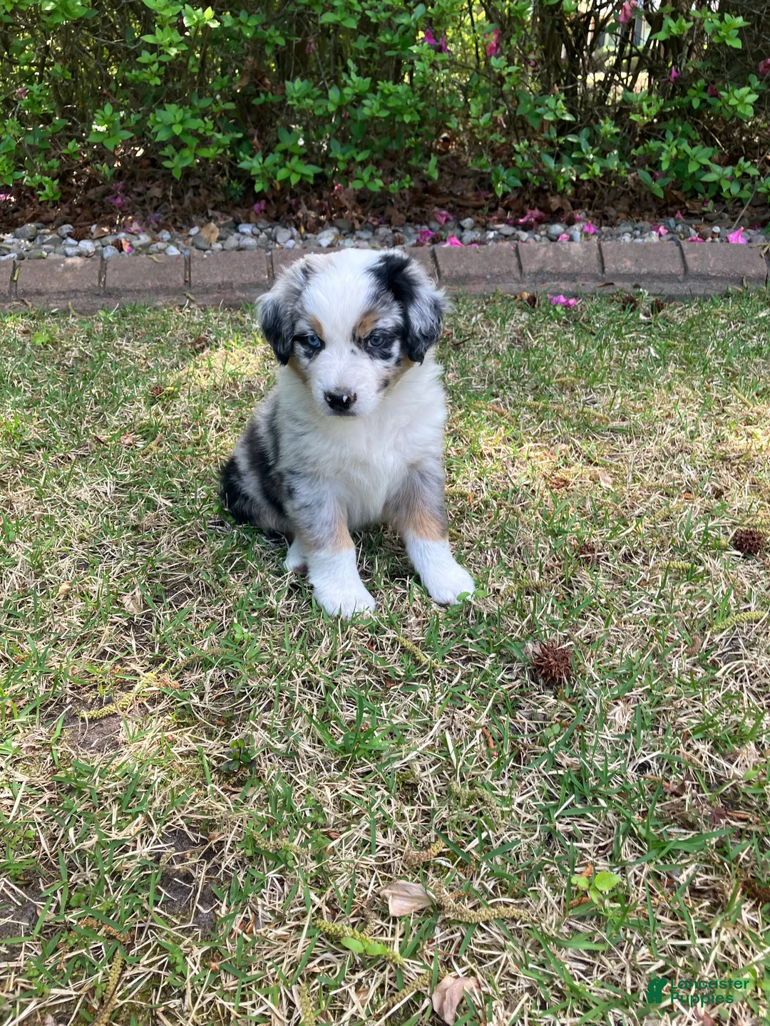 Australian Shepherd dogs for sale: Bandit - Ad 1