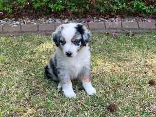Australian Shepherd dogs for sale: Bandit - Ad 1