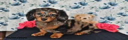 Miniature Dachshund dogs for sale: Sparky - Ad 4