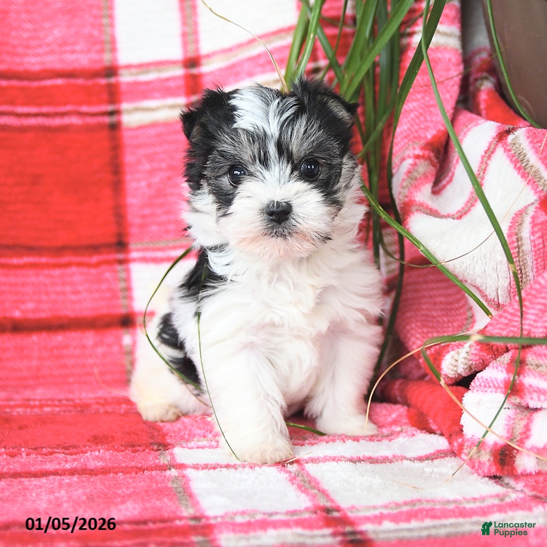 Morkie dogs for sale: Rosebud - Ad 2