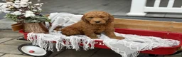 Goldendoodle dogs for sale: Ozzie - Ad 7