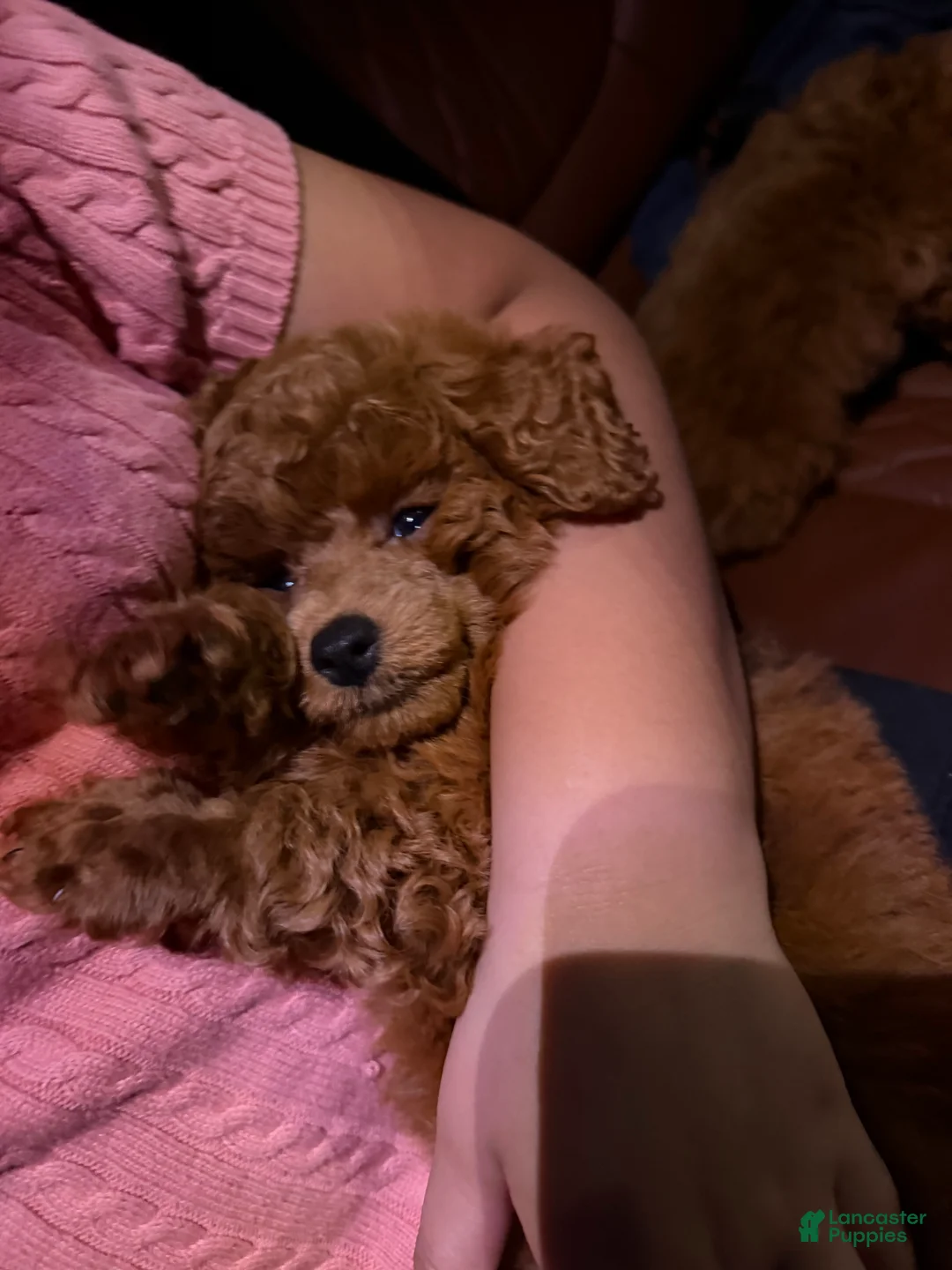 Toy Poodle dogs for sale: Toy Poodle 1 - Ad 2