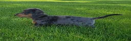 Miniature Dachshund dogs for sale: Trigger  - Ad 21