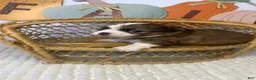 Chihuahua dogs for sale: Rocky - Ad 9