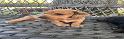 Miniature Dachshund dogs for sale: Girl 1 - Ad 8