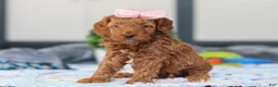 Mini Goldendoodle dogs for sale: Noli - Ad 1