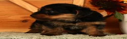 Yorkshire Terrier dogs for sale: Wags - Ad 9