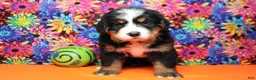 Bernese Mountain Dog dogs for sale: Heim  - Ad 3