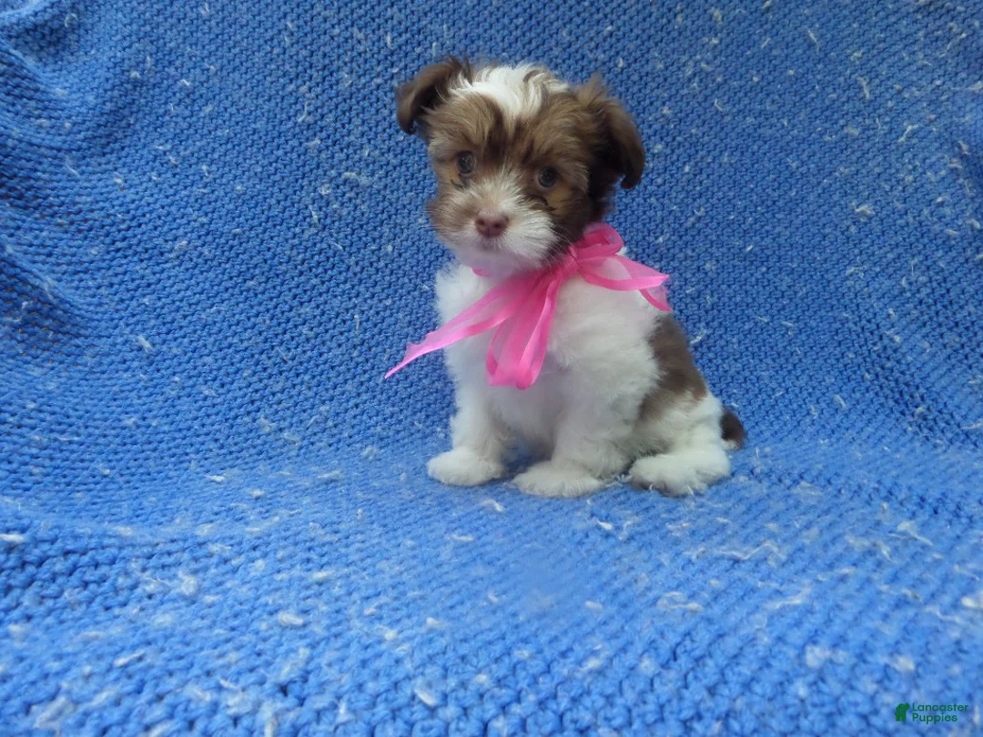 Shorkie dogs for sale: Rayna - Ad 1