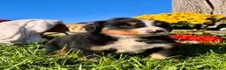Bernese Mountain Dog dogs for sale: RUBY❤️Akc Genetic Health Tested American Champion - Ad 2