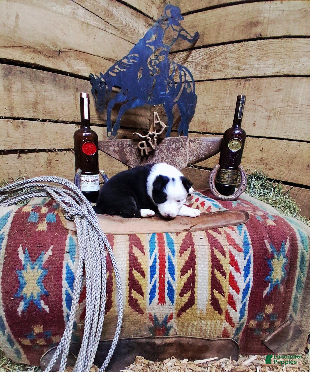 Border Collie dogs for sale: Border Collie Puppy 2 - Ad 3