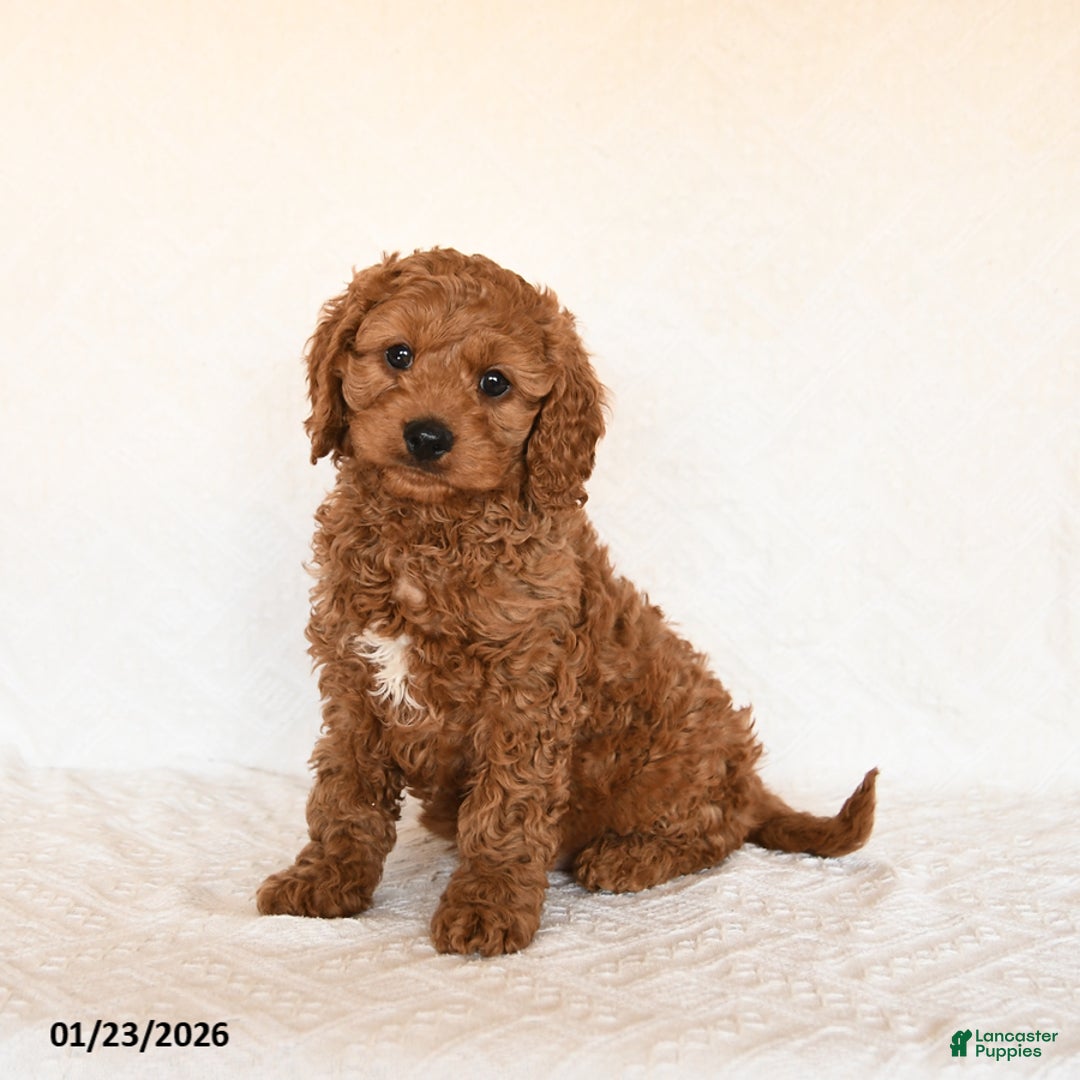 Cavapoo dogs for sale: Sailor - Ad 3