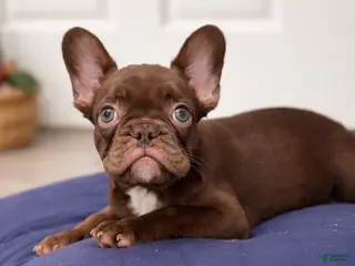 French Bulldog dogs French Bulldog Puppy 2 - Ad 38