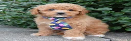 Cavapoo dogs for sale: Charlie - Ad 12