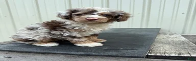 Miniature Poodle 3, special needs