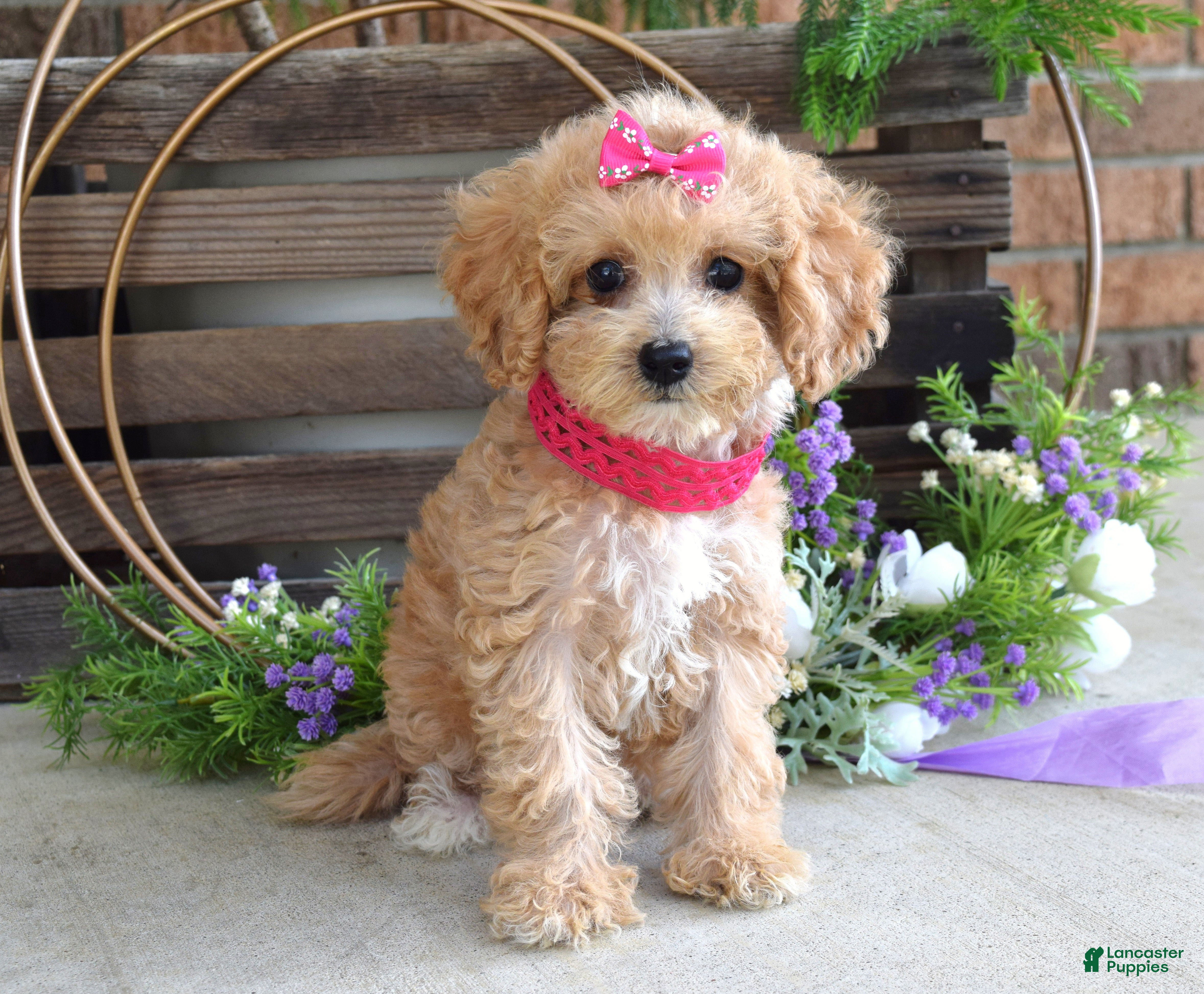 Maltipoo dogs Everly - Ad 1