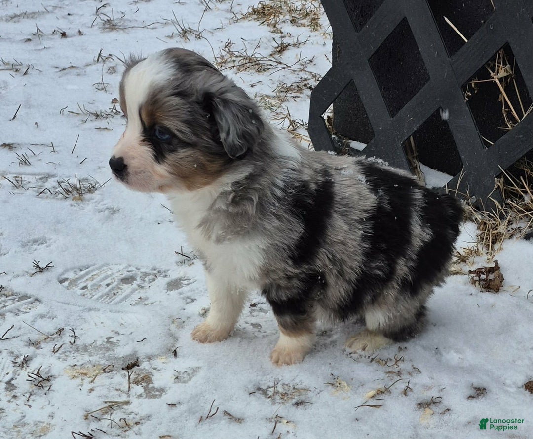 Toy Australian Shepherd dogs for sale: Toy Australian Shepherd Puppy 2 - Ad 7