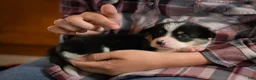 Welsh Corgi Pembroke dogs for sale: Poppy - Ad 2