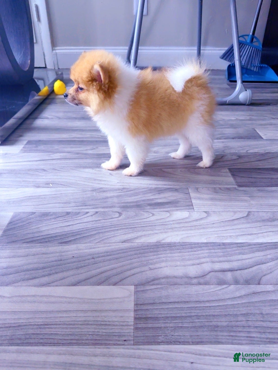 Pomeranian dogs Bruno - Ad 31