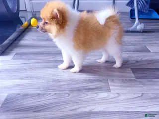 Pomeranian dogs Bruno - Ad 35