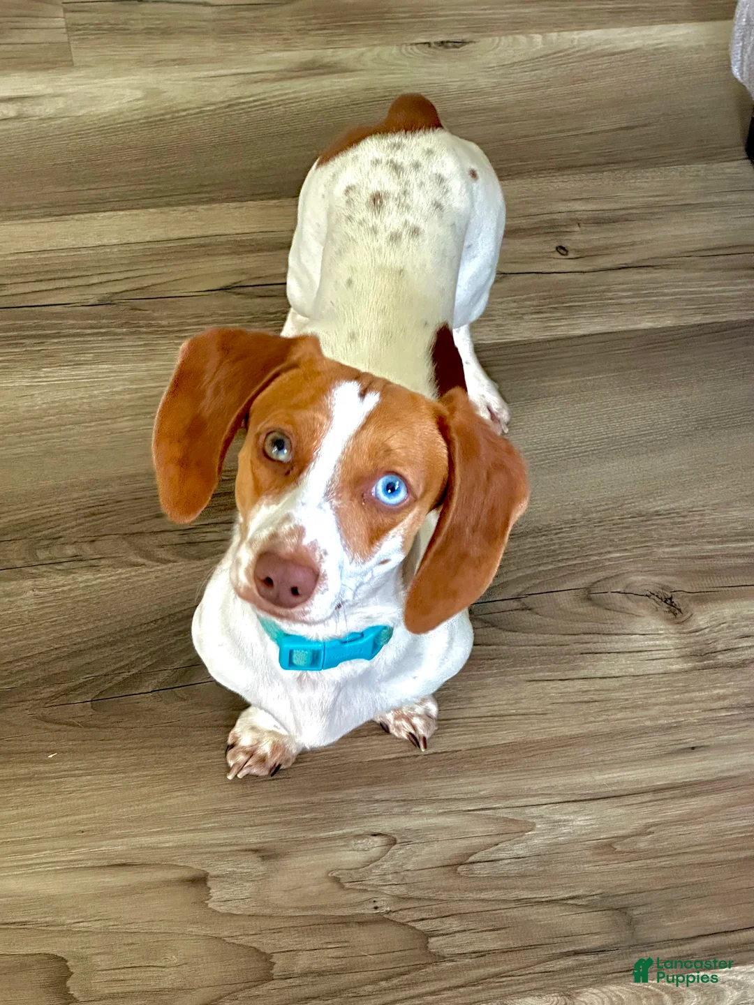 Miniature Dachshund dogs for sale: Copper - Ad 4