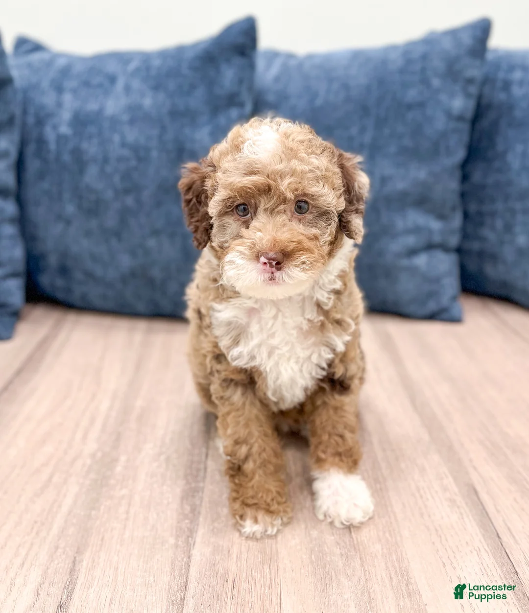 Mini Goldendoodle dogs for sale: Lilac - Ad 1
