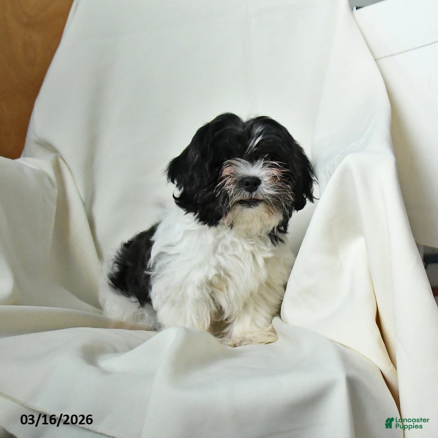 Teddy Bear dogs Lady - Ad 2