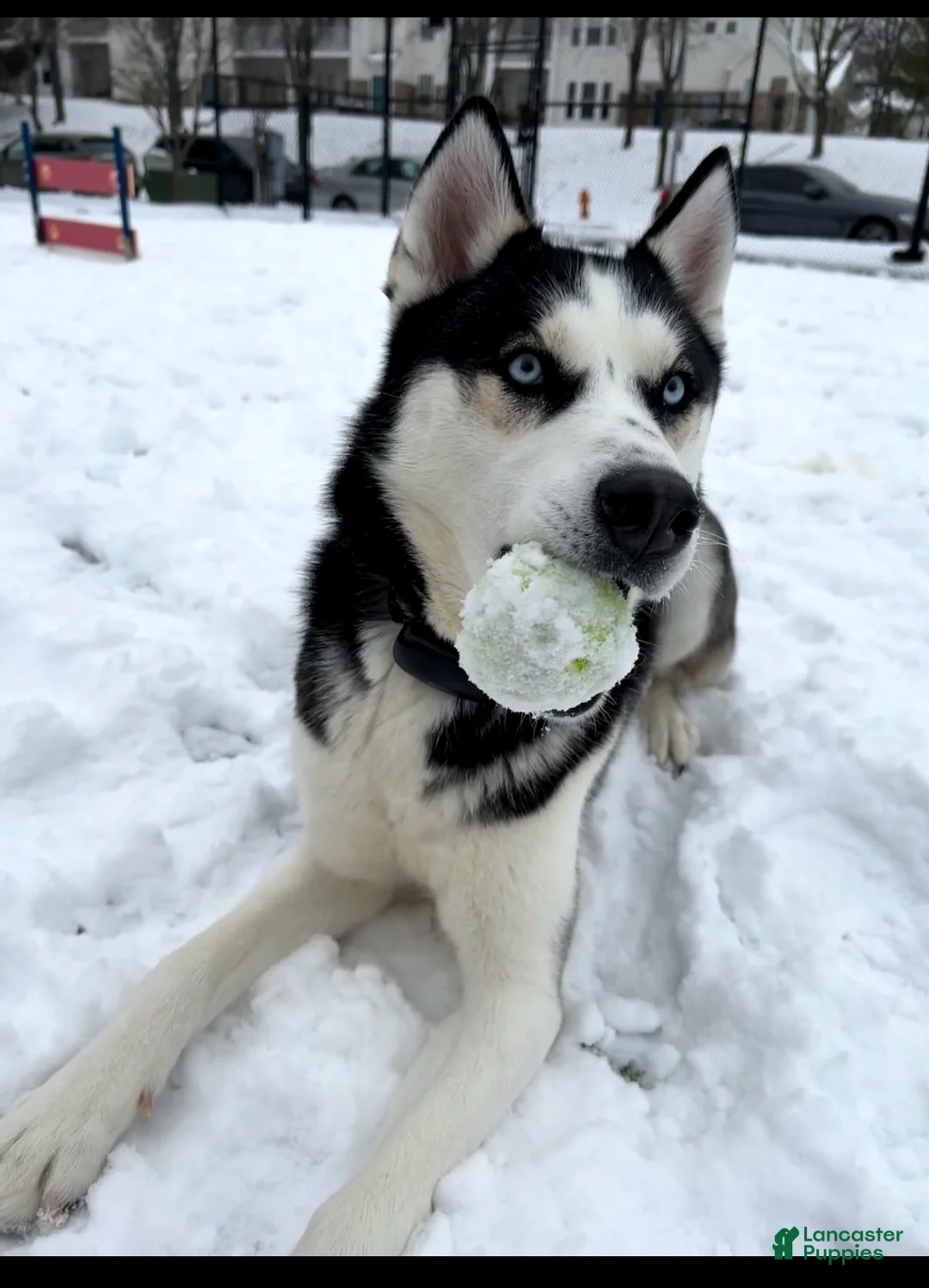 Siberian Husky dogs for sale: Siberian Husky Puppy 1 - Ad 2