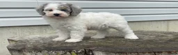 Miniature Poodle dogs for sale: Dimples Miniature Poodle  - Ad 3