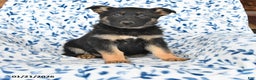 German Shepherd dogs for sale: Lacy - Ad 1