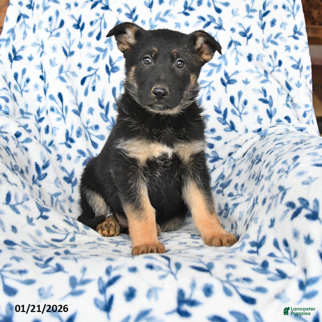 German Shepherd dogs for sale: Lacy - Ad 1