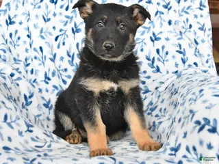 German Shepherd dogs Lacy - Ad 19